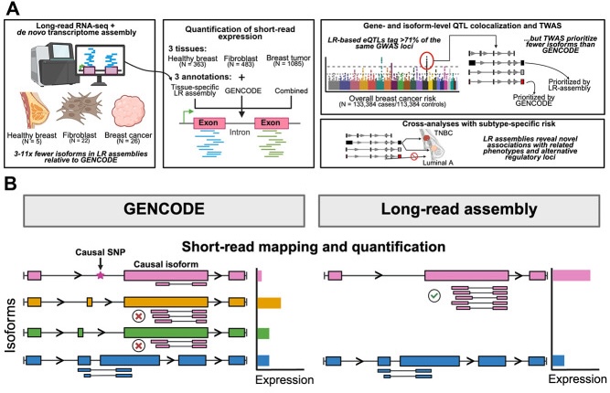 Improving isoform-level eQTL and integrative genetic analyses of breast cancer risk with long-read RNA transcript assemblies