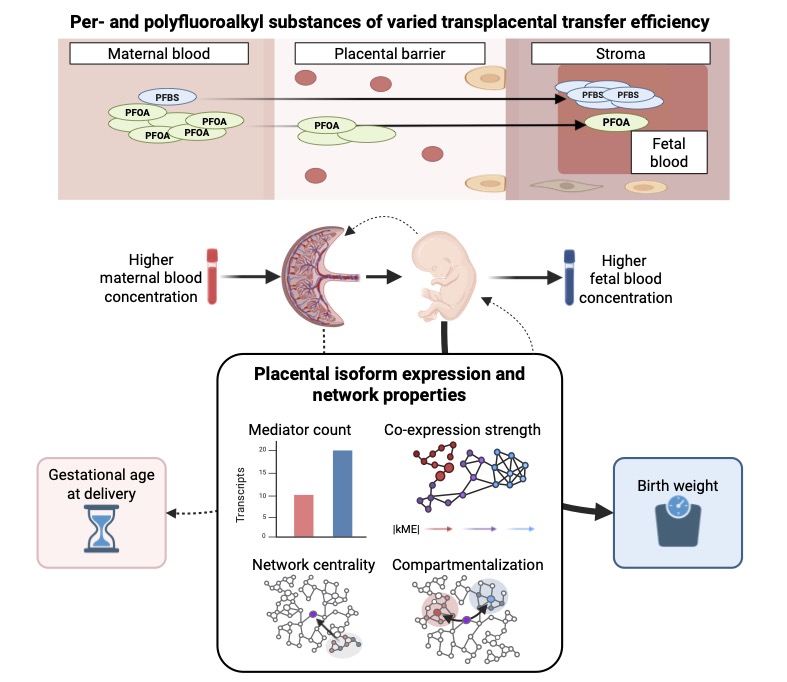 Natural variation in transplacental transfer efficiency exposes distinct transcriptional network architectures of PFAS effects on birth weight and gestational age